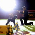 dogshow