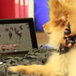 Sony Animalia for Pets