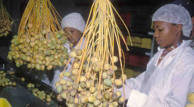 Dates being packed in Namibia for export. Photo: FAO/M. Namundjebo