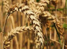 Technology to Help Wheat Breeders Accelerate Crop Improvement