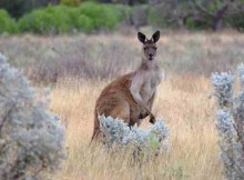 National Geographic Creates Online Hub for South Australia Adventures