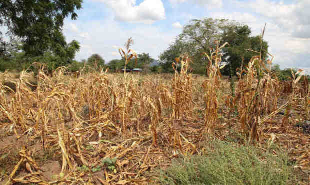 Wilted crops in Neno district, Malawi. Photo: OCHA/Tamara van Vliet