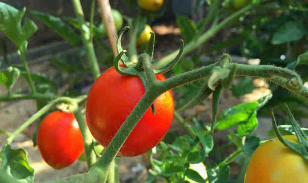 Tomatoes on a greenhouse vine. Photo: Inocucor