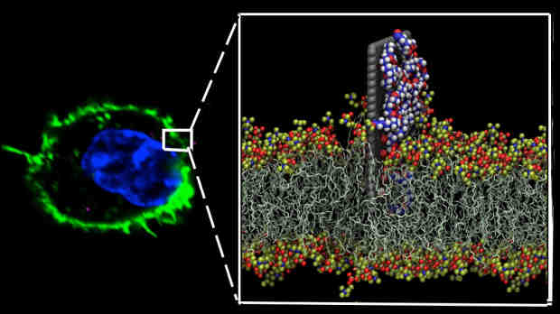 A zoomed-in image shows how a graphene sheet (grey) directly delivers its nanodrug (white, red and blue) to a cell’s wall (yellow and red)