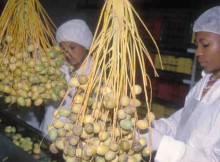 Dates being packed in Namibia for export. Photo: FAO/M. Namundjebo