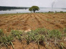 Farmland along the banks of Rwanda's Lake Sake. Photo: FAO / Giulio Napolitano