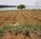 Farmland along the banks of Rwanda's Lake Sake. Photo: FAO / Giulio Napolitano