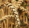 Technology to Help Wheat Breeders Accelerate Crop Improvement