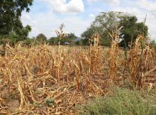 Wilted crops in Neno district, Malawi. Photo: OCHA/Tamara van Vliet