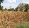 Wilted crops in Neno district, Malawi. Photo: OCHA/Tamara van Vliet