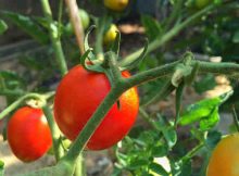 Tomatoes on a greenhouse vine. Photo: Inocucor