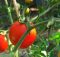 Tomatoes on a greenhouse vine. Photo: Inocucor