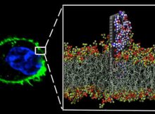 A zoomed-in image shows how a graphene sheet (grey) directly delivers its nanodrug (white, red and blue) to a cell’s wall (yellow and red)