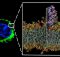 A zoomed-in image shows how a graphene sheet (grey) directly delivers its nanodrug (white, red and blue) to a cell’s wall (yellow and red)