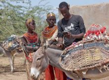 ITU and FAO focus on helping farmers embrace artificial intelligence and the Internet of Things. Photo: ITU